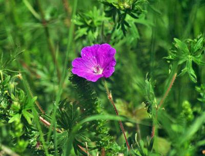 Прикрепленное изображение: zflIMGP6474.jpg